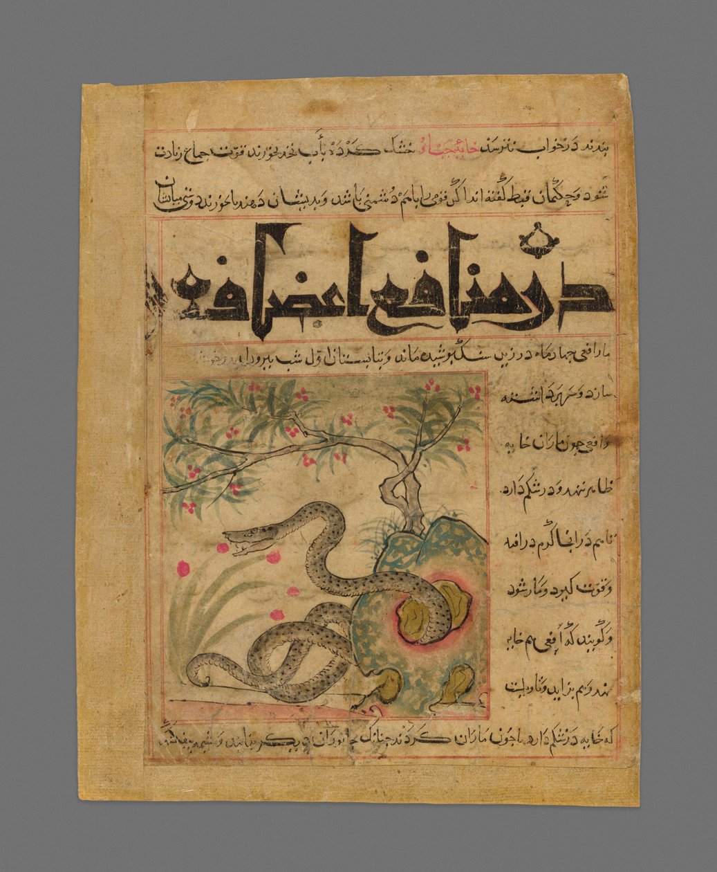 Viper in a Rocky Garden from Manafi