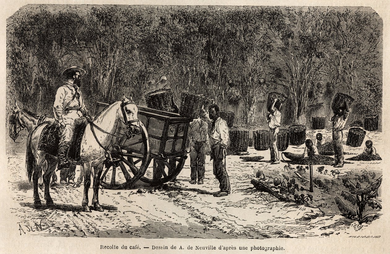 When the coffee is collected, the men collect and transport the heavy baskets filled with coffee beans, while the children clean the pulp that surrounds the coffee beans. Engraving to illustrate the voyage to Brazil, story by M. and Mme Agassiz, in 1865-18 by Unknown artist