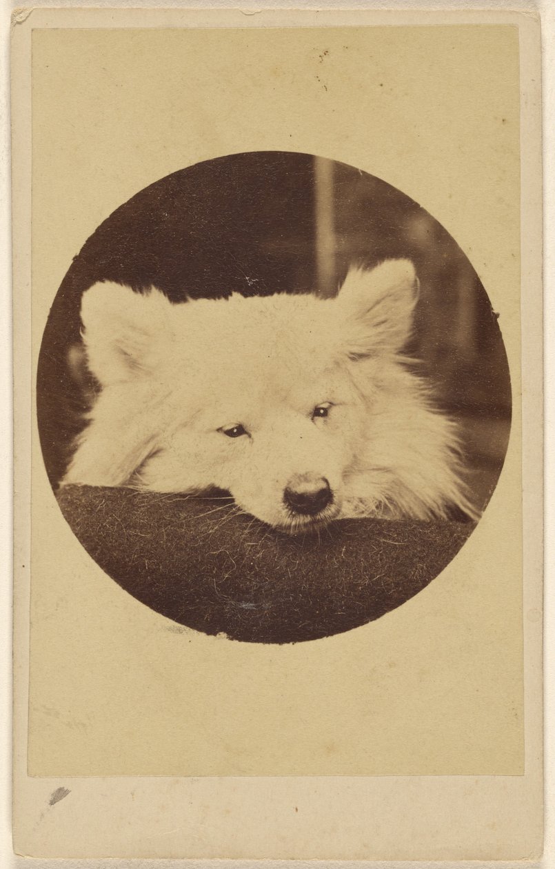 White Dog with Its Chin on a Cushion by Unknown artist