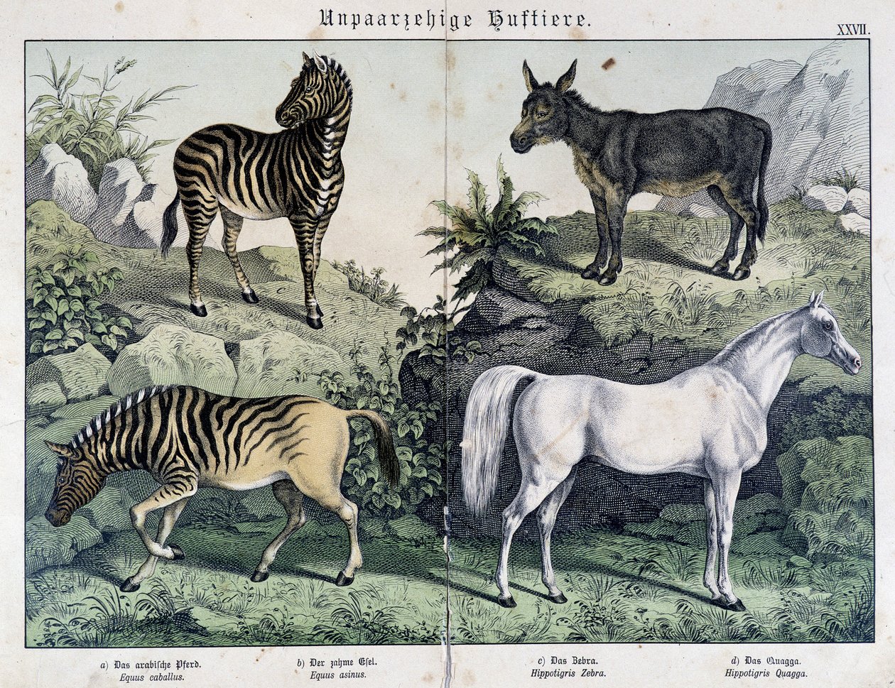 Zebras, Donkey and Horse - in 
