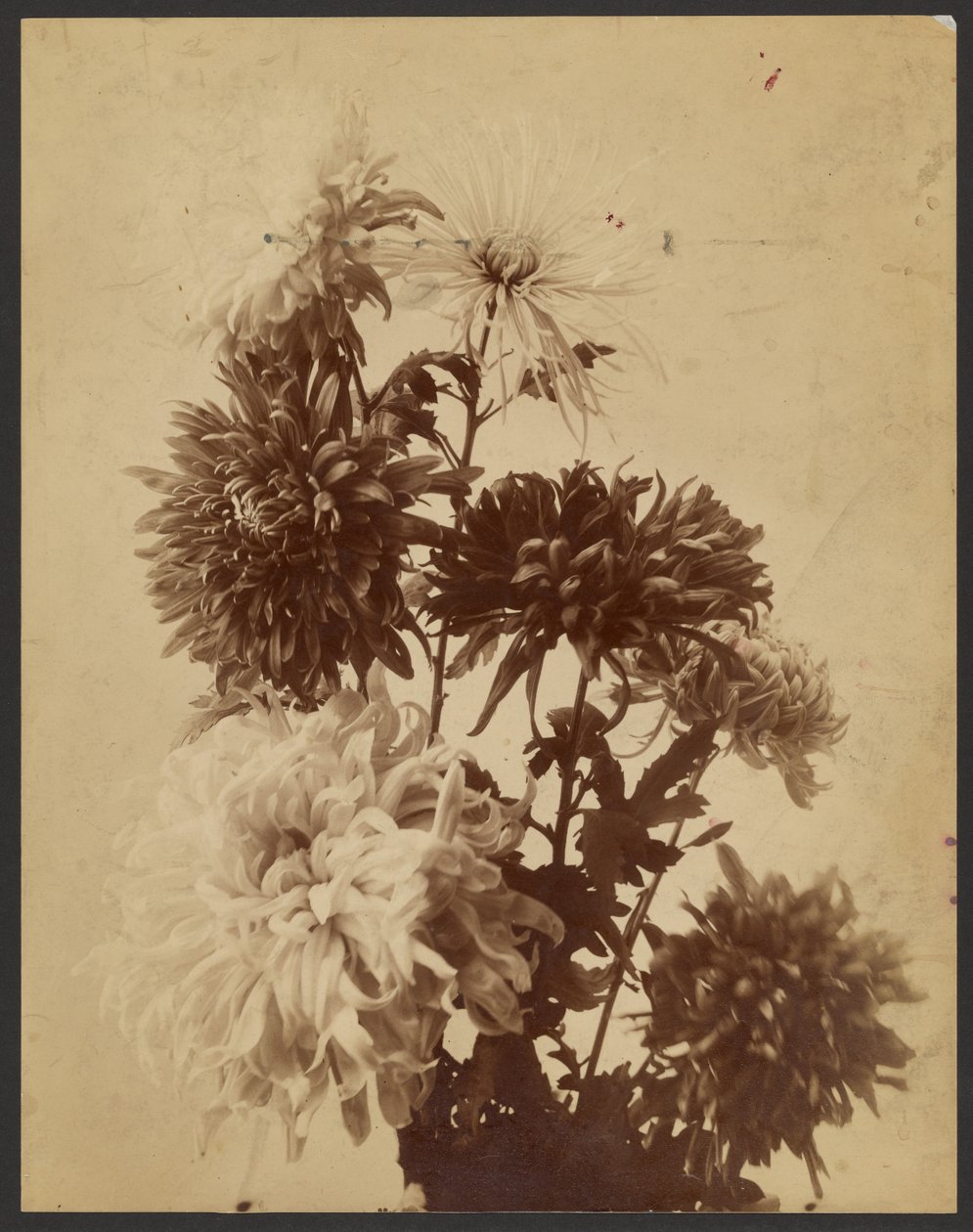 Chrysanthemums by Unknown artist/maker