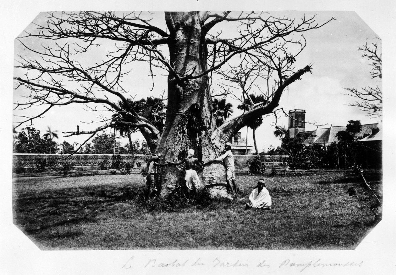 The baobab of the grapefruit garden, Ile Maurice - in 