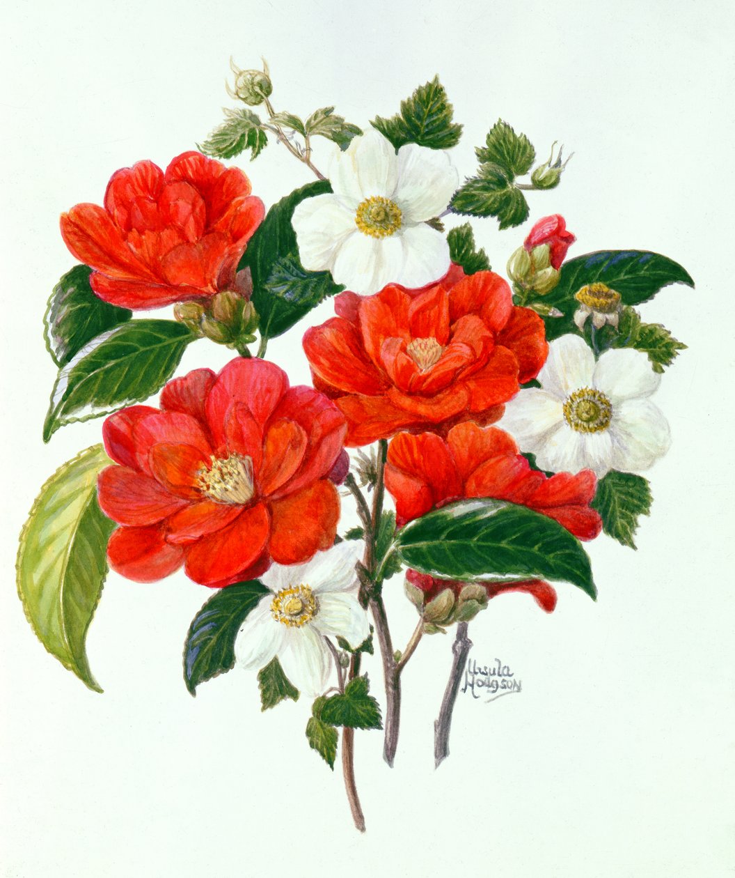 Camellia Adolf Audusson by Ursula Hodgson