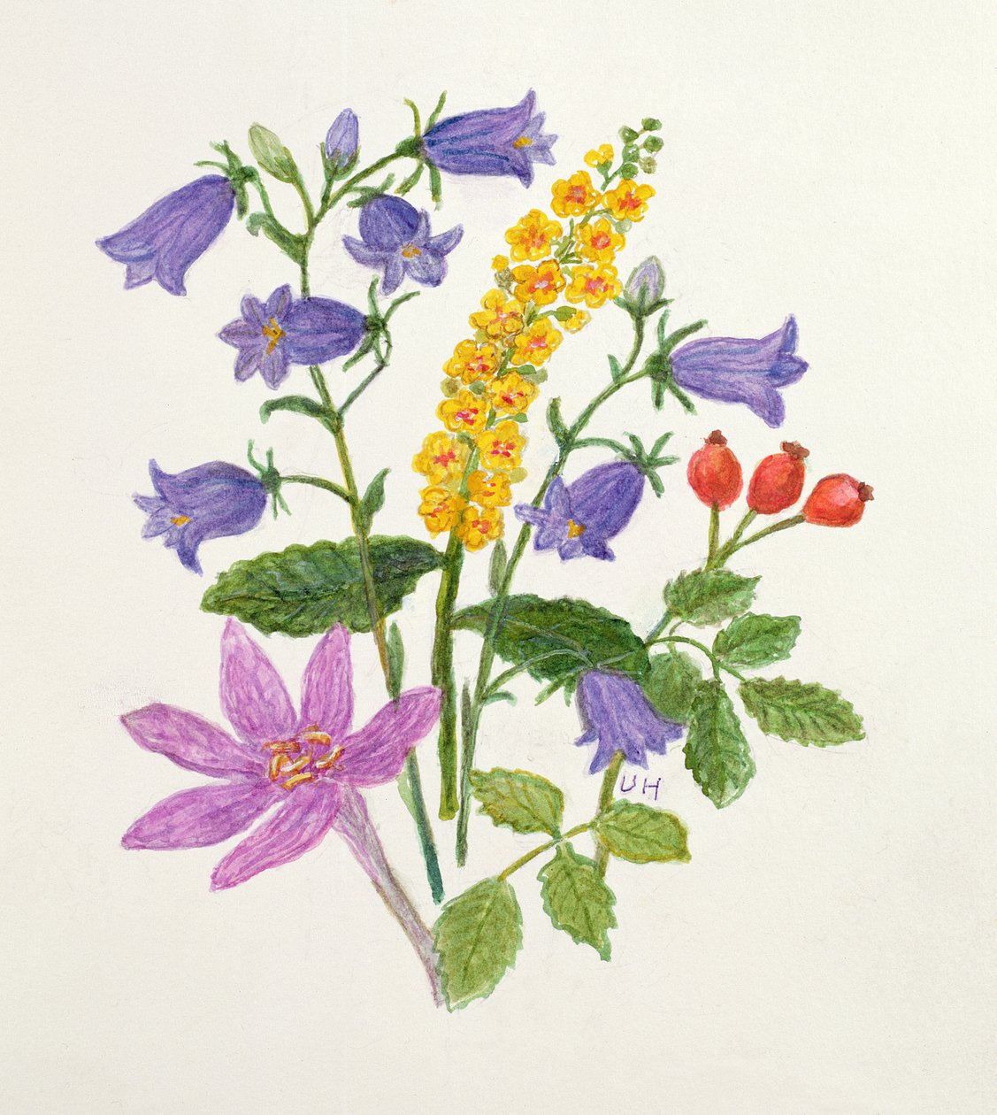 Harebells and other wild flowers by Ursula Hodgson