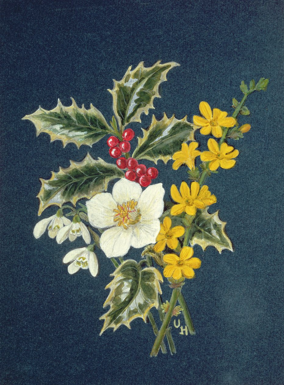 Holly, Christmas Rose, Snowdrop and Winter Jasmine by Ursula Hodgson
