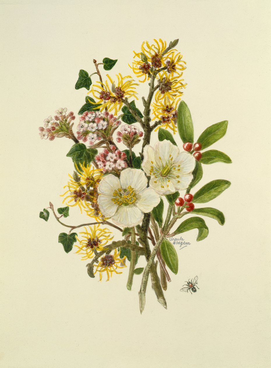 Skimia Japonica, Hammemelus, Viburnum and Hellebore by Ursula Hodgson