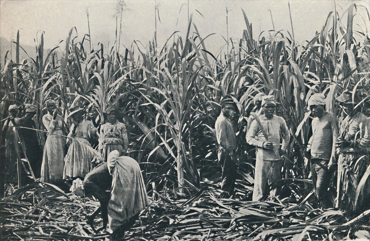 A Sugar Cane Plantation by Valentine and Sons Ltd