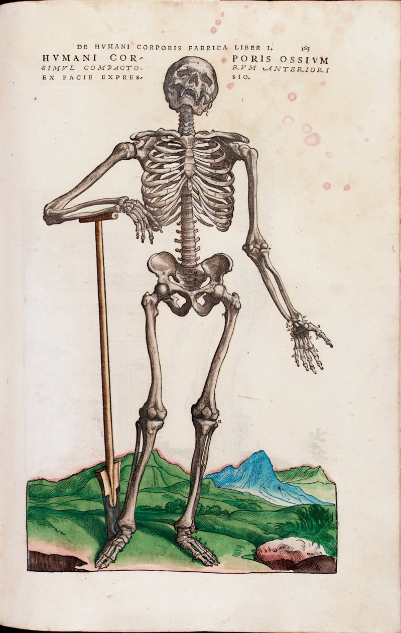 Humani Corporis Ossium, illustration from 