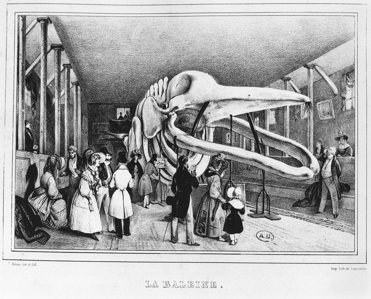 The Whale at the Museum of Natural History in Paris by Victor Adam