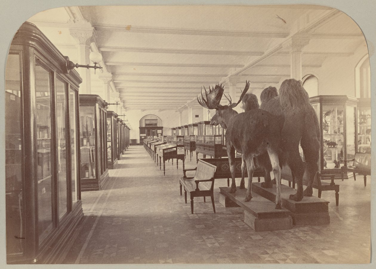 Lower Story: Mammals by Victor Prevost, Gaston L. Feuardent and Co., New York