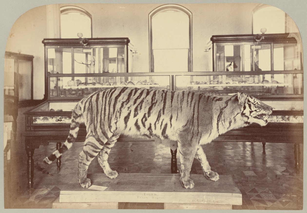 Pl. XI. Bengal Tiger by Victor Prevost, Gaston L. Feuardent and Co., New York