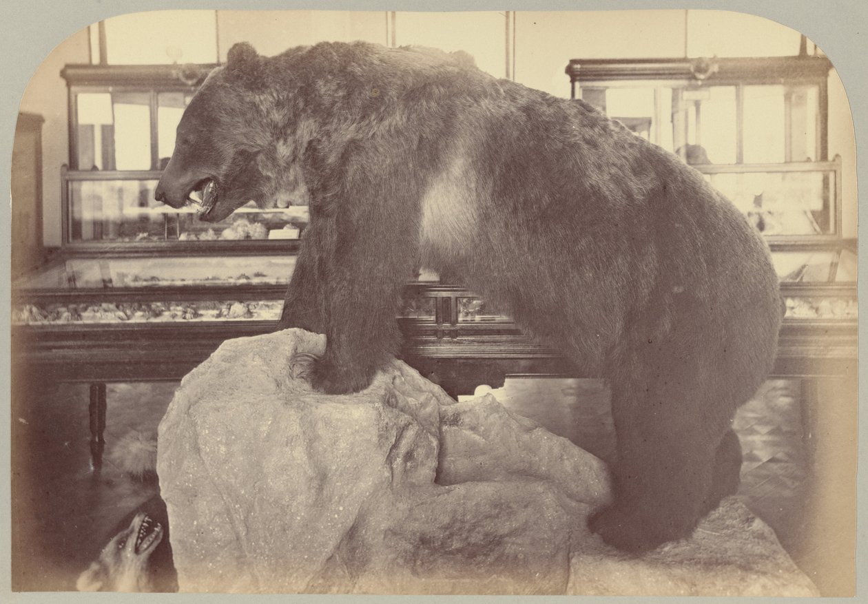 Plate X. Grizzly Bear by Victor Prevost, Gaston L. Feuardent and Co., New York