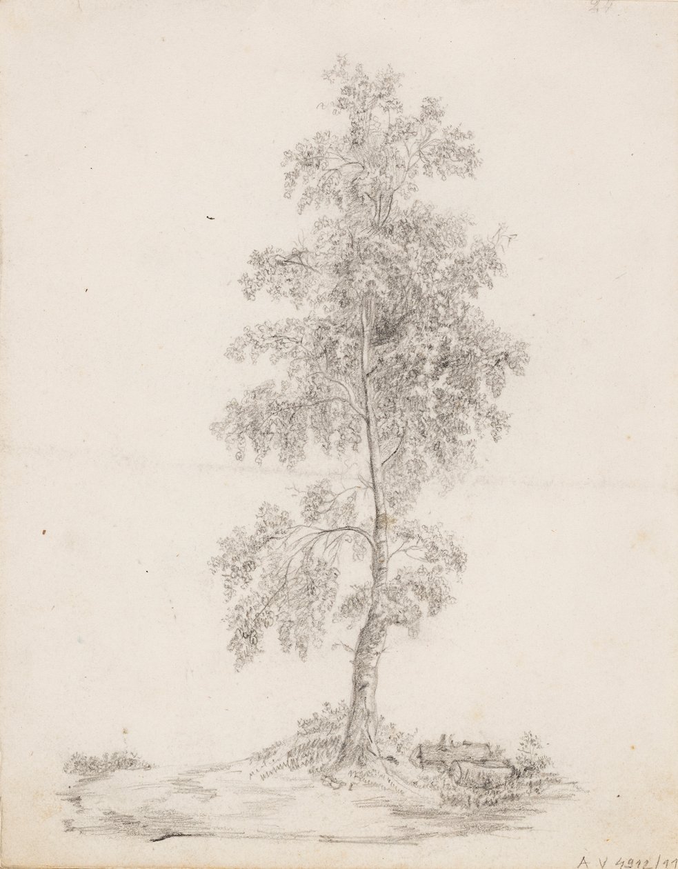 Birch by Victoria Åberg