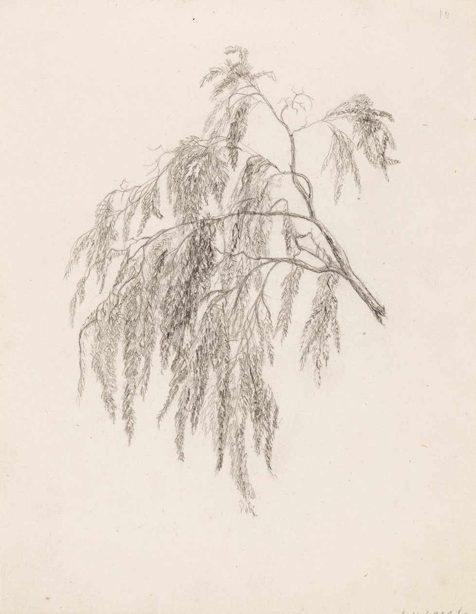 Branch by Victoria Åberg