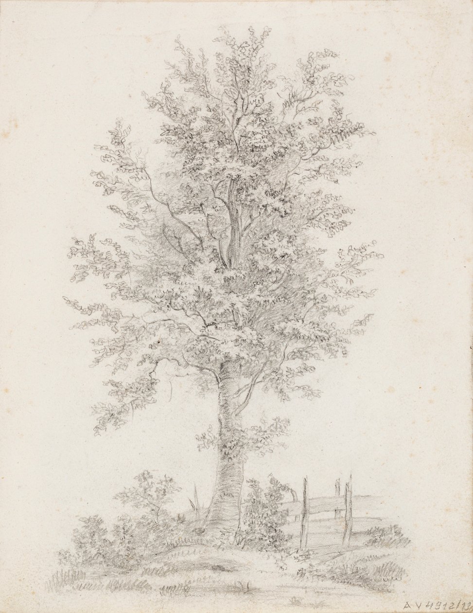 Broad-leaved Tree by Victoria Åberg