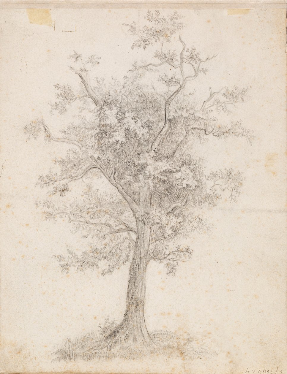 Broad-Leaved Tree by Victoria Åberg