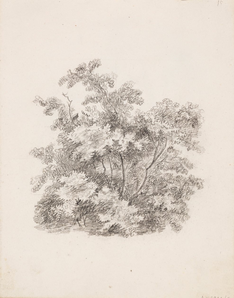 Shrubs by Victoria Åberg