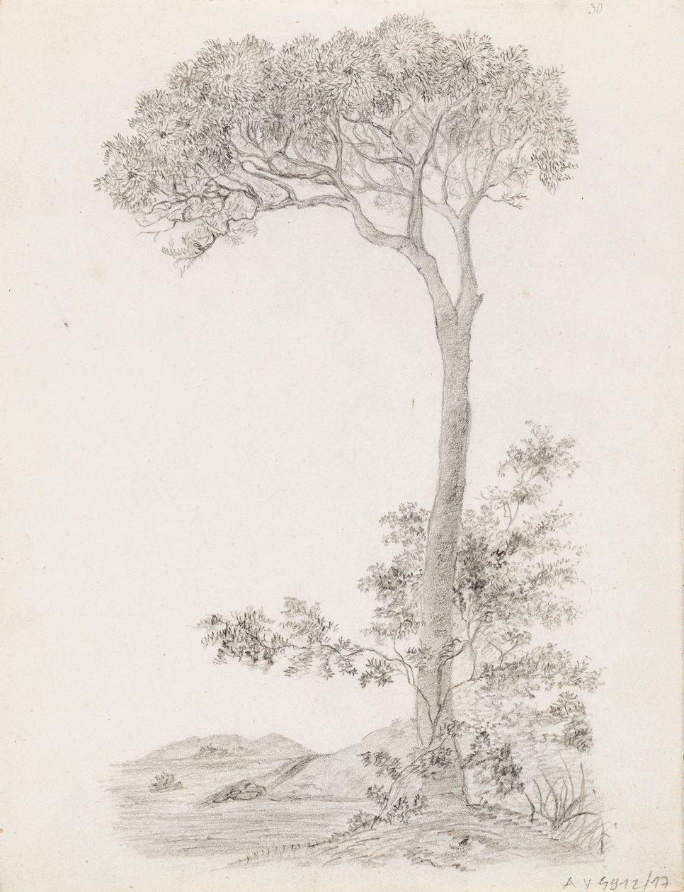 Trees by Victoria Åberg