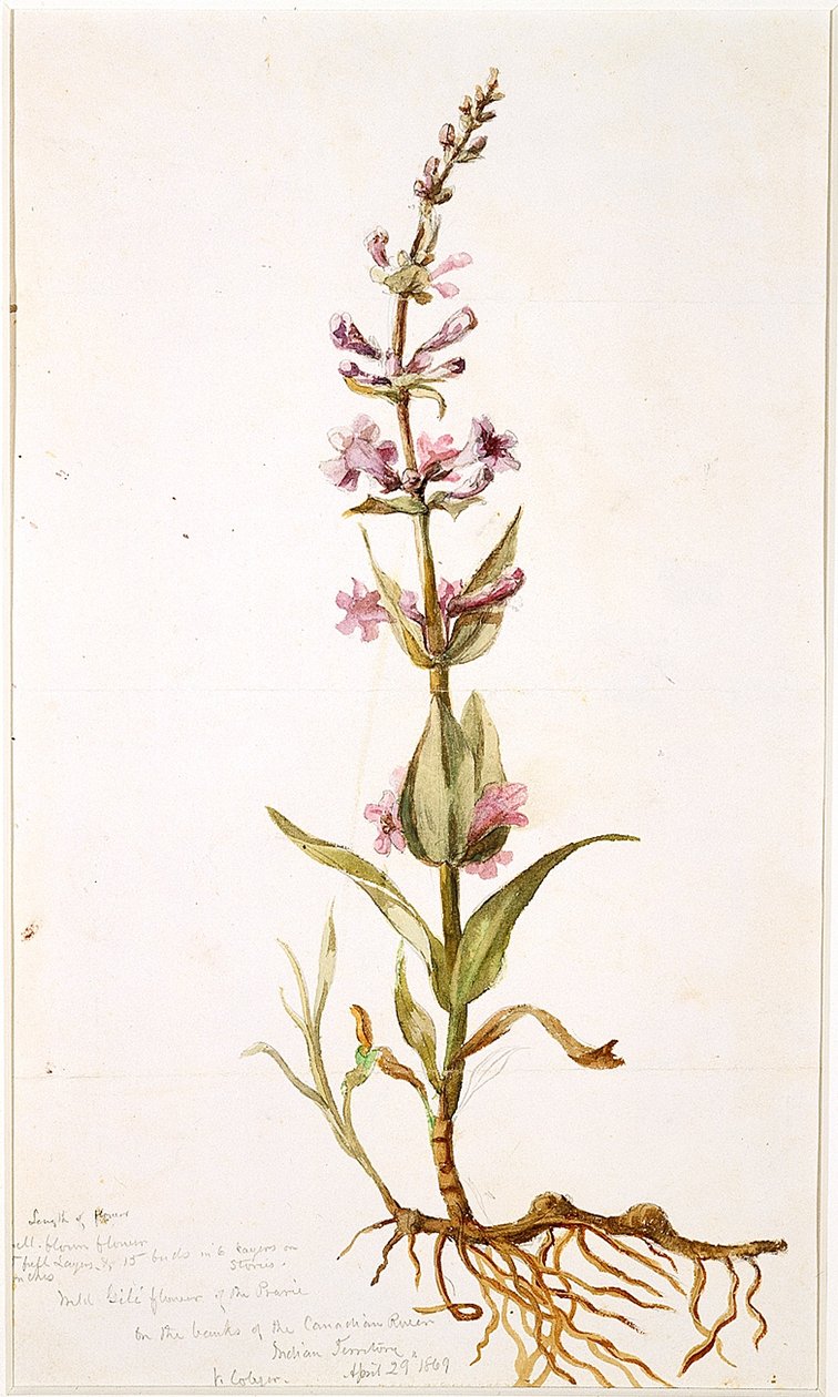 Wild Gili Flower of the Prairie on the Banks of the Canadian River, Indian Territory by Vincent Colyer