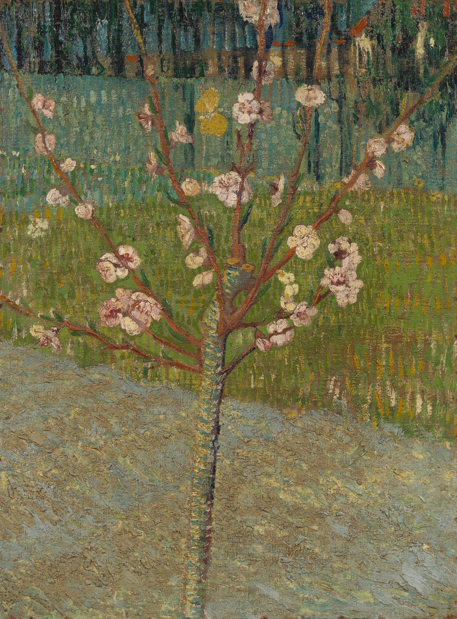 Almond Tree in Blossom by Vincent van Gogh