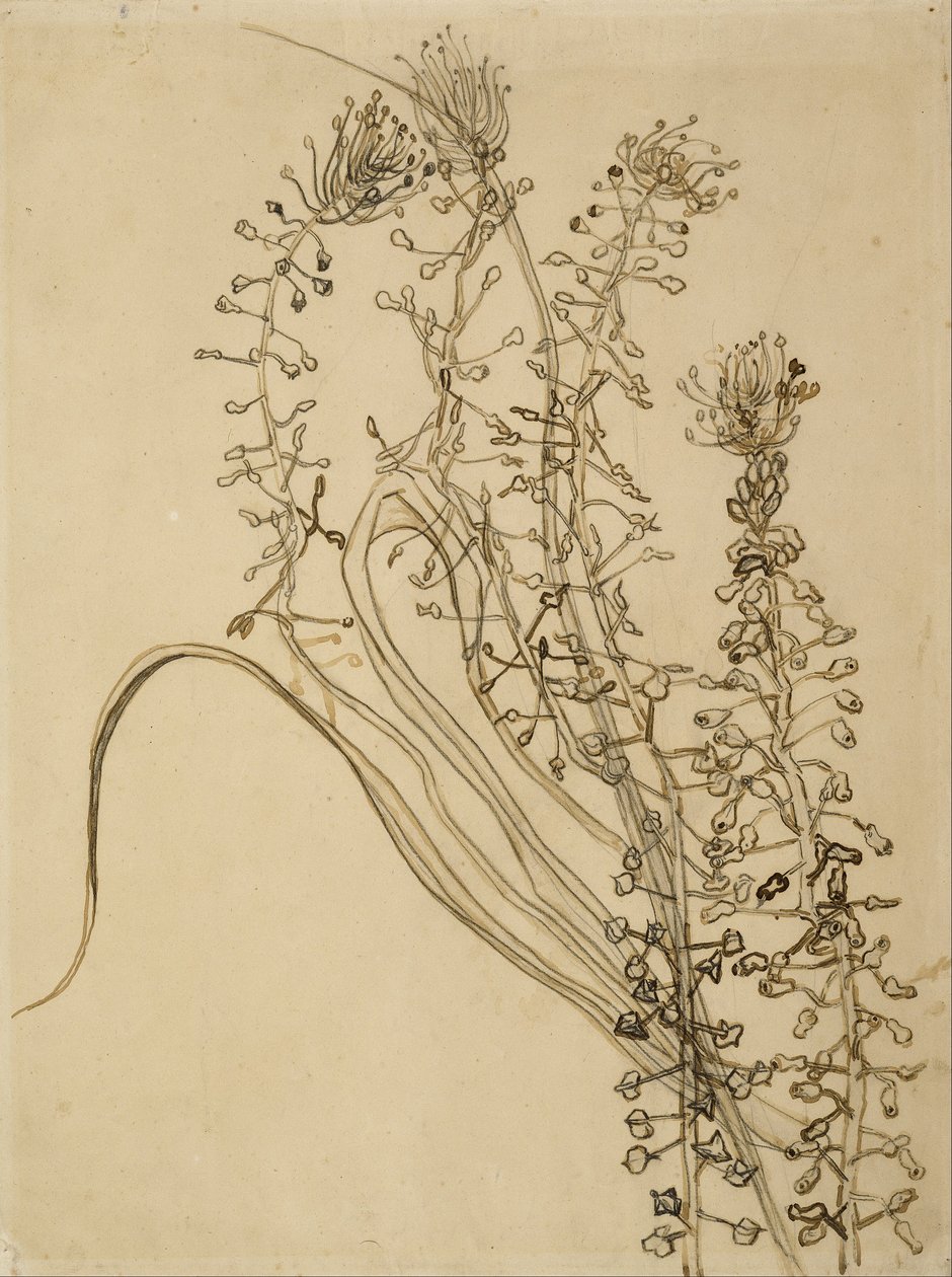 Tassel Hyacinth by Vincent van Gogh