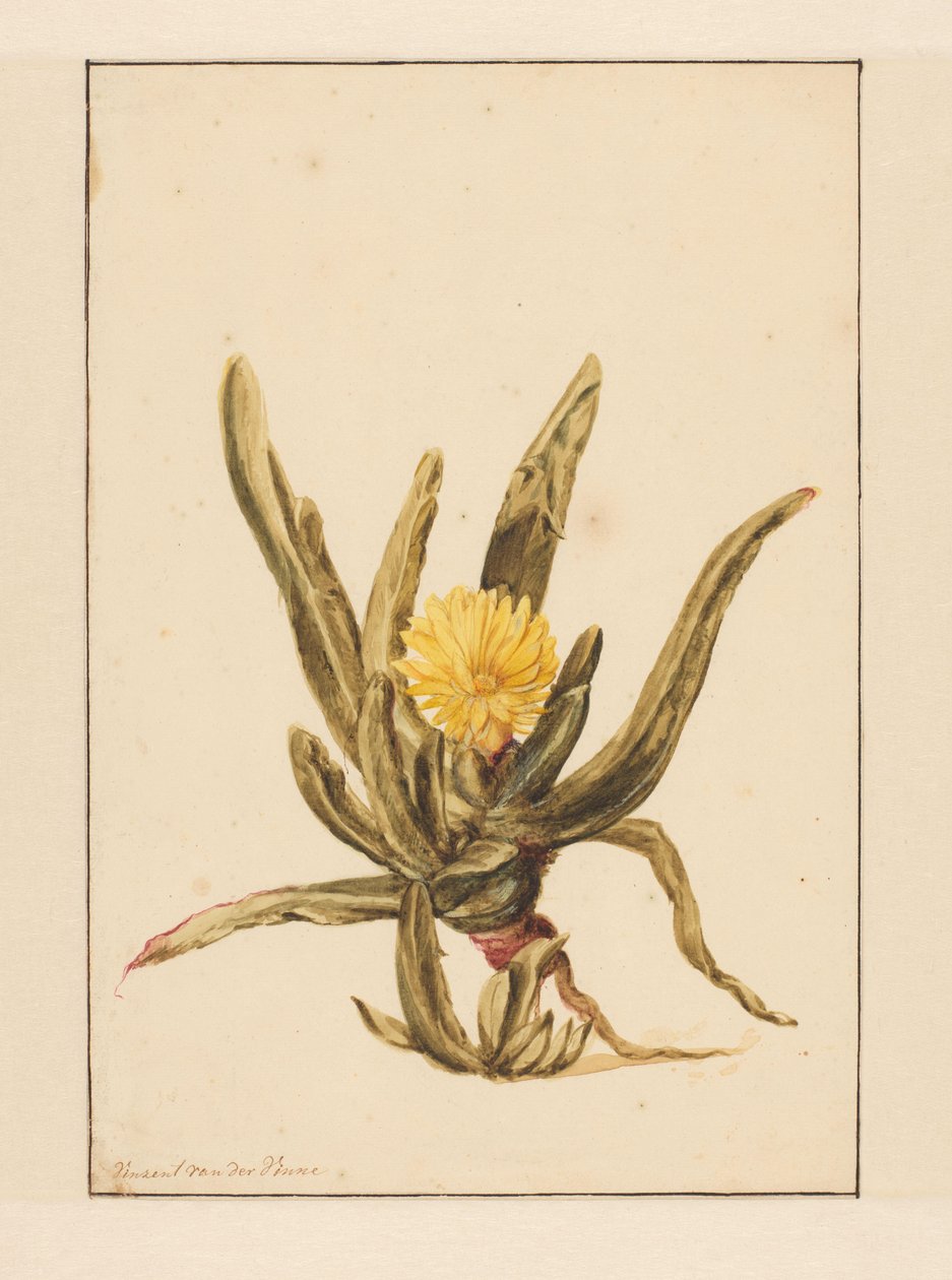 Ice Plant with Yellow Flowers by Vincent Jansz. van der Vinne