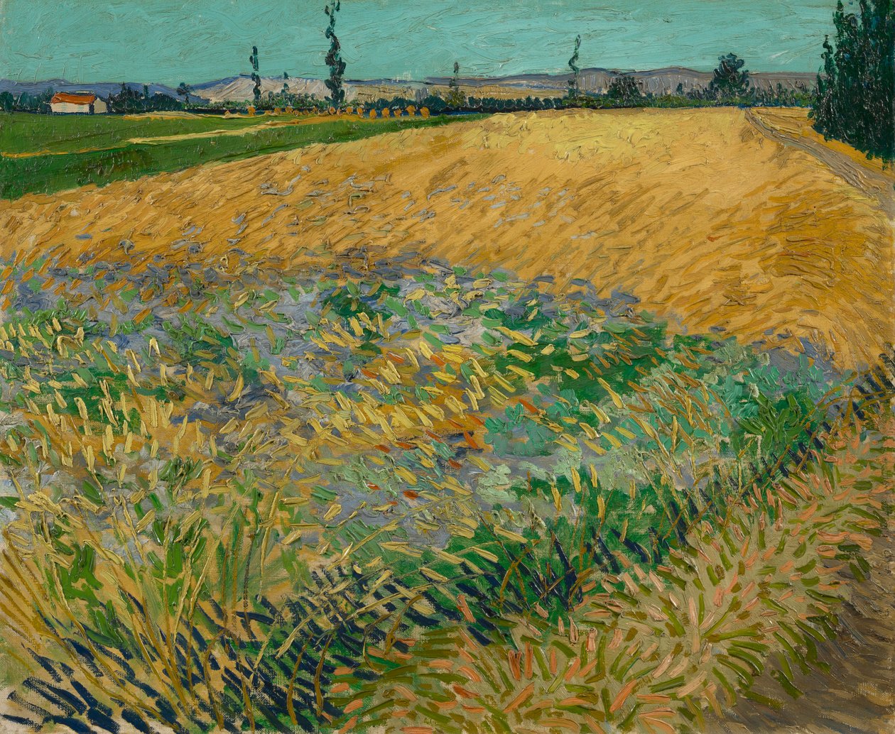 Wheatfield by Vincent van Gogh