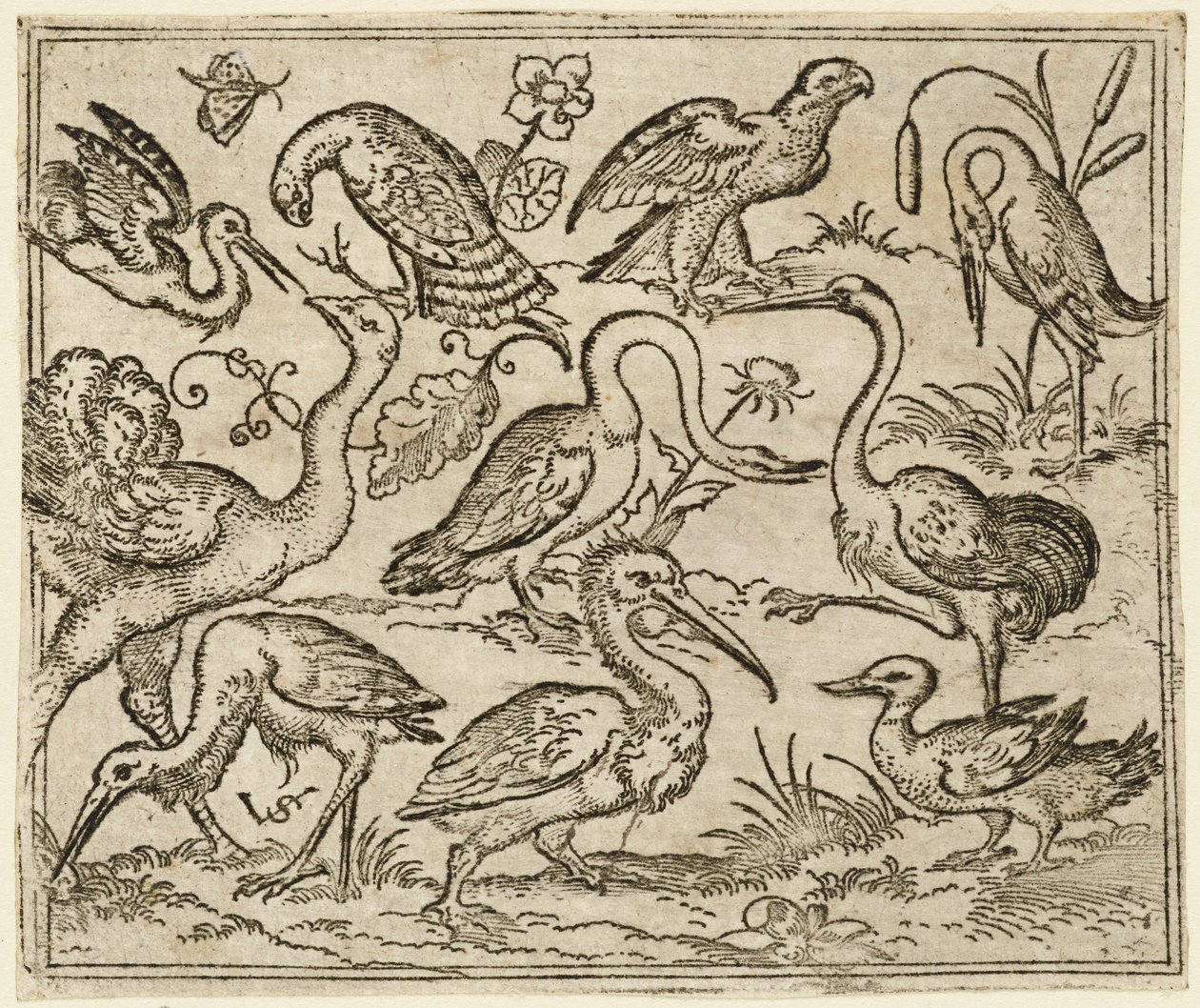 Ostrich on Left Side with Nine Other Birds, Including a Heron and a Pelican, 1557 by Virgil Solis