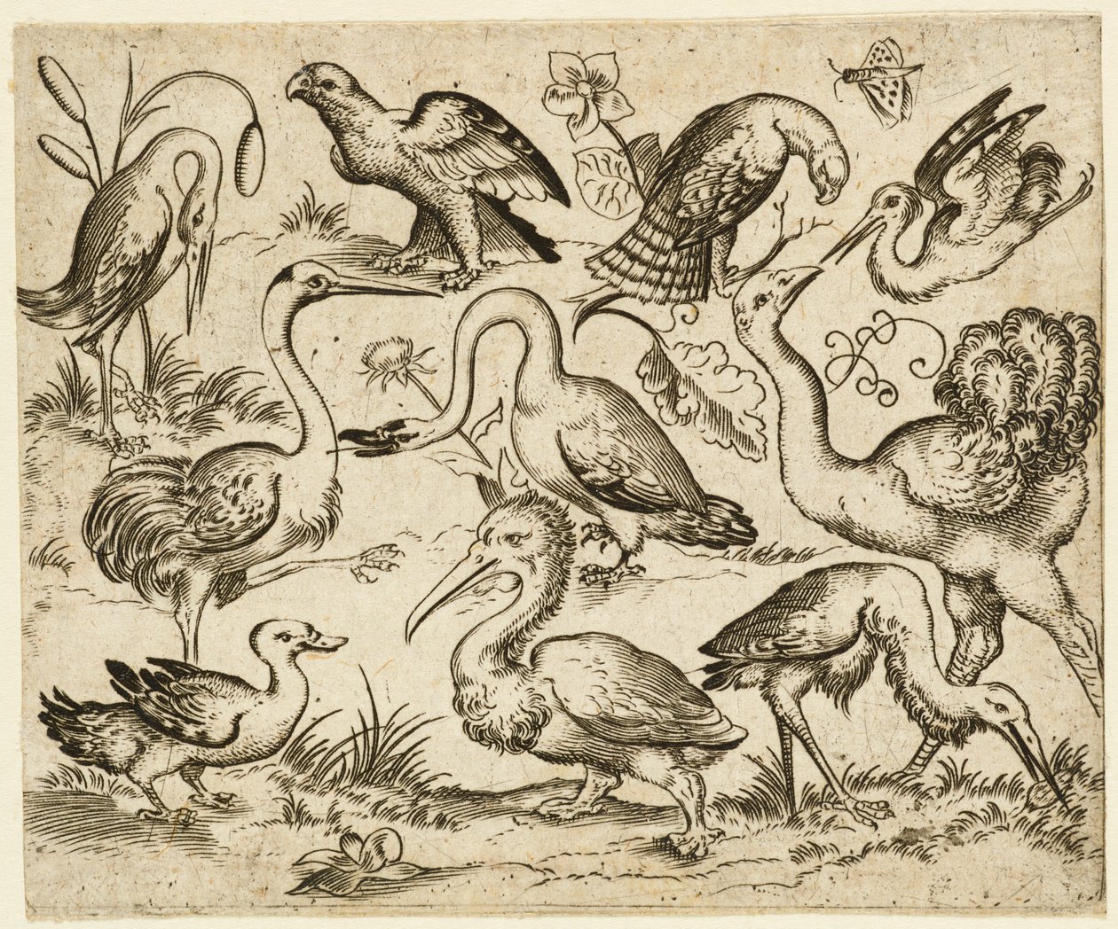 Ostrich on Left Side with Nine Other Birds, Including a Heron and a Pelican by Virgil Solis