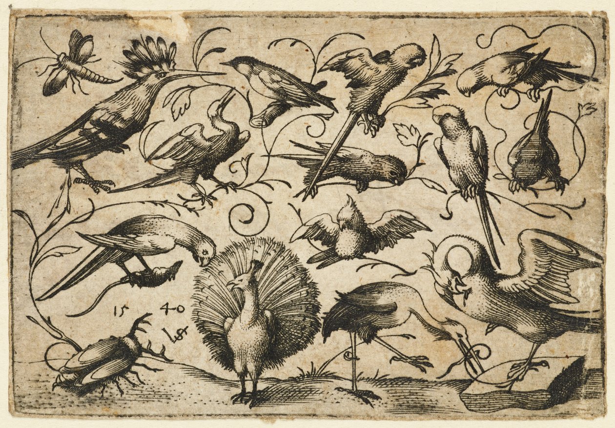 Ten birds on small foliage tendrils with a stork tying a tendril around a pelican’s leg by Virgil Solis