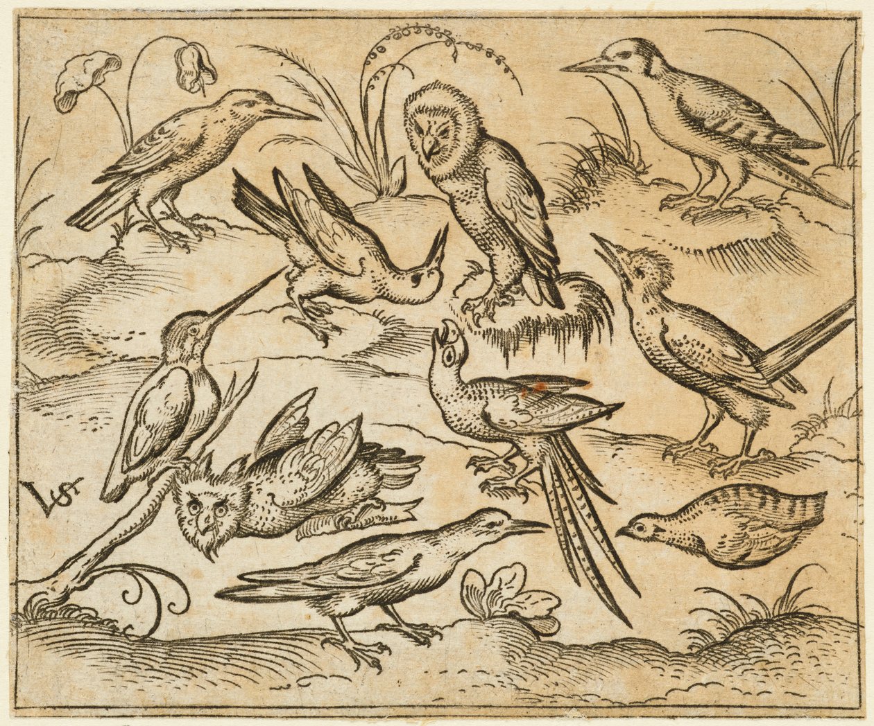 Ten Birds Sitting on Branches and Patches of Grass, Including Two Owls and a Bird by Virgil Solis