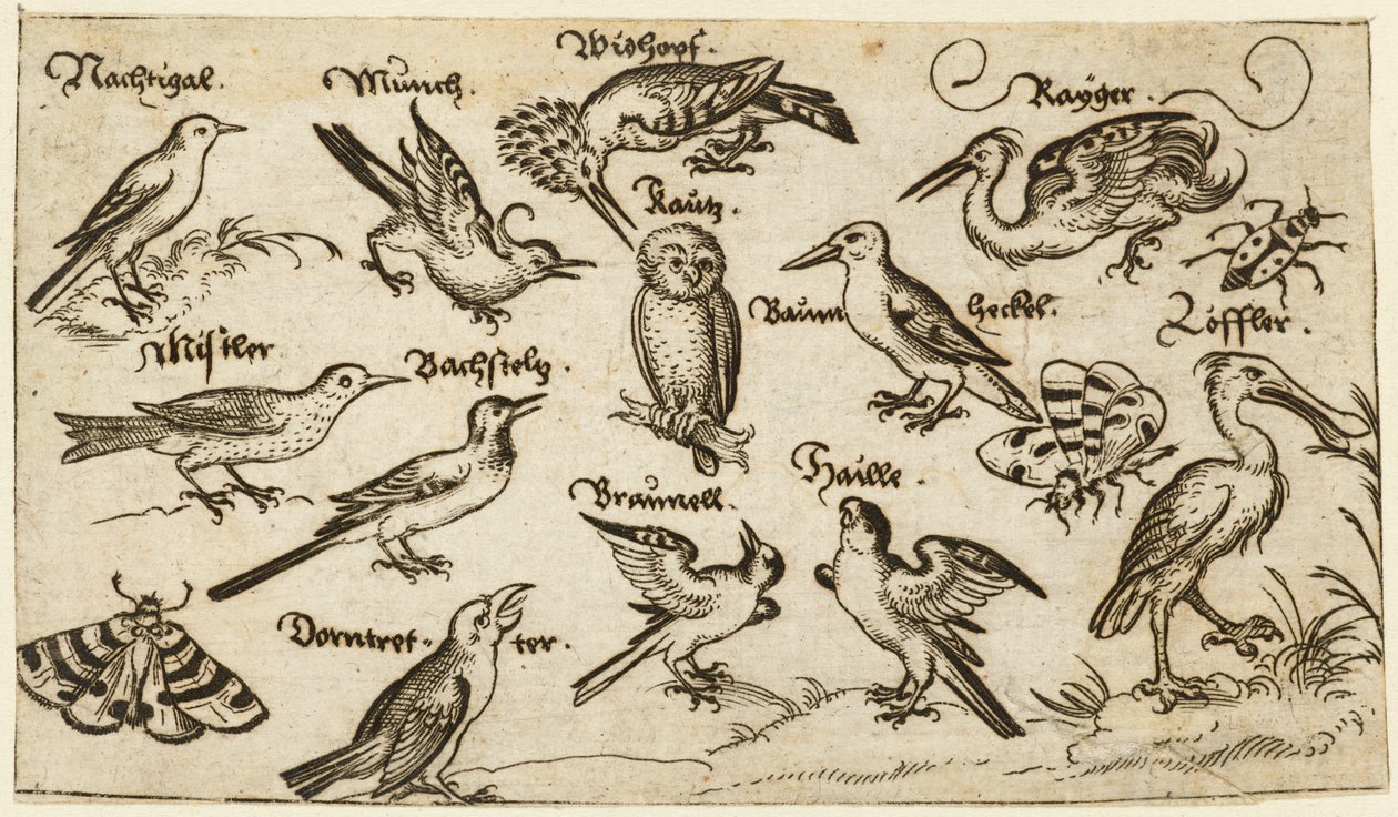Twelve Types of Birds, Including an Owl and Pelican, Individually Labelled and Positioned by Virgil Solis