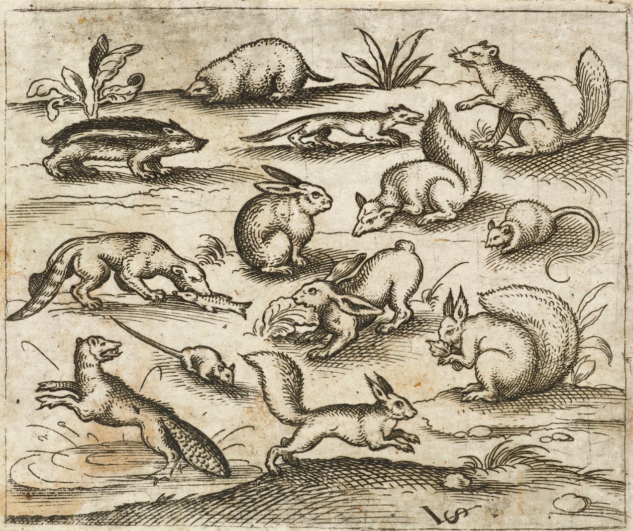 Group of Small Woodland Creatures Eating and Running Around a Pond, Including Mice, Rabbit, Squirrel, Raccoon, Woodchuck, Ferret, Marten, and Badger, from Douce Ornament Prints Album I by Virgilius the elder (after) Solis
