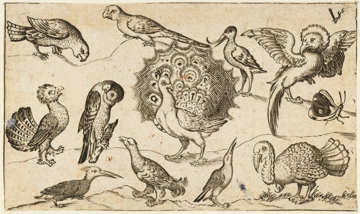 Peacock in Centre Surrounded by Nine Other Birds, Including a Turkey, and a Butterfly on a Minimal Ground with a Small Patch of Grass, from Douce Ornament Prints Album I by Virgilius the elder (after) Solis