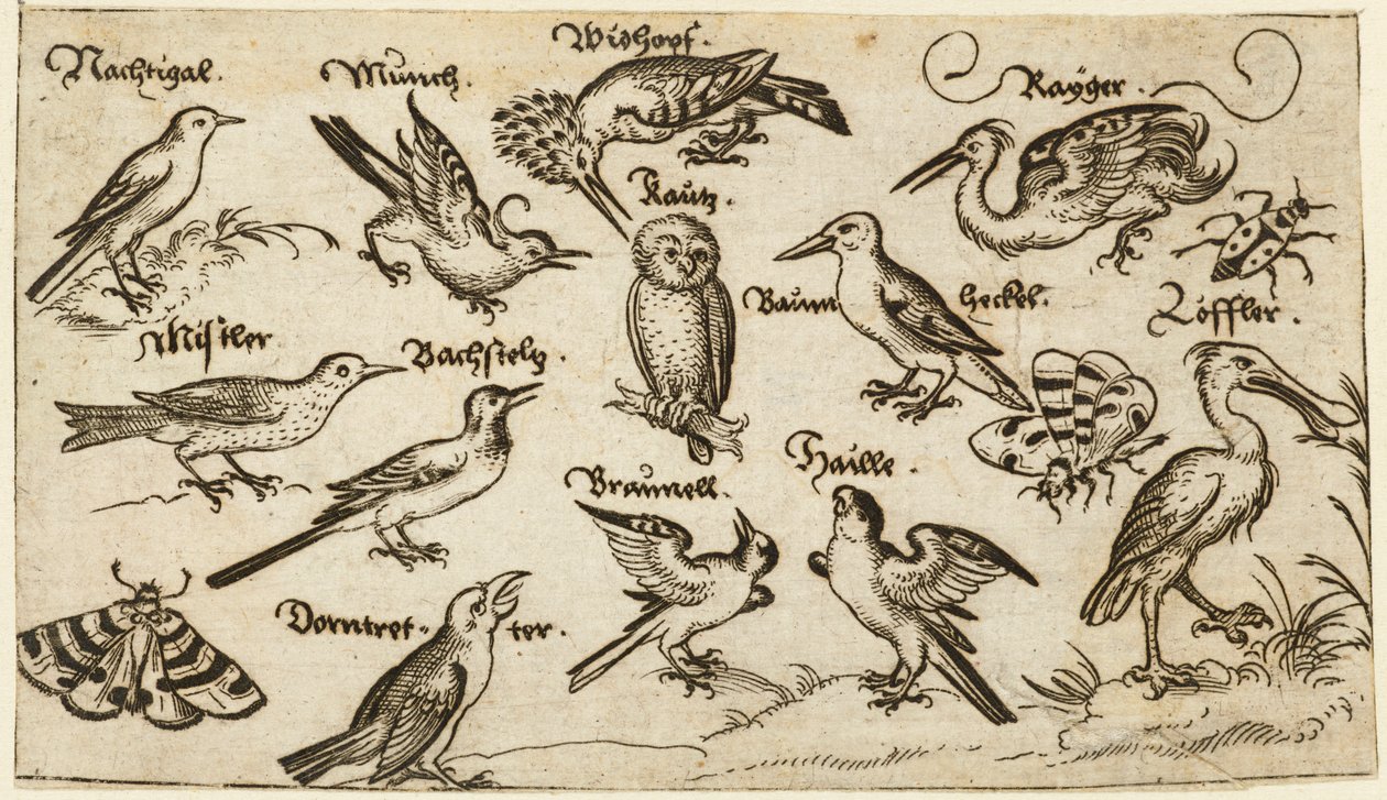 Twelve Types of Birds, Including an Owl and Pelican, Surrounded by a Moth, Butterfly, and Ladybug, from Douce Ornament Prints Album I by Virgilius the elder (after) Solis