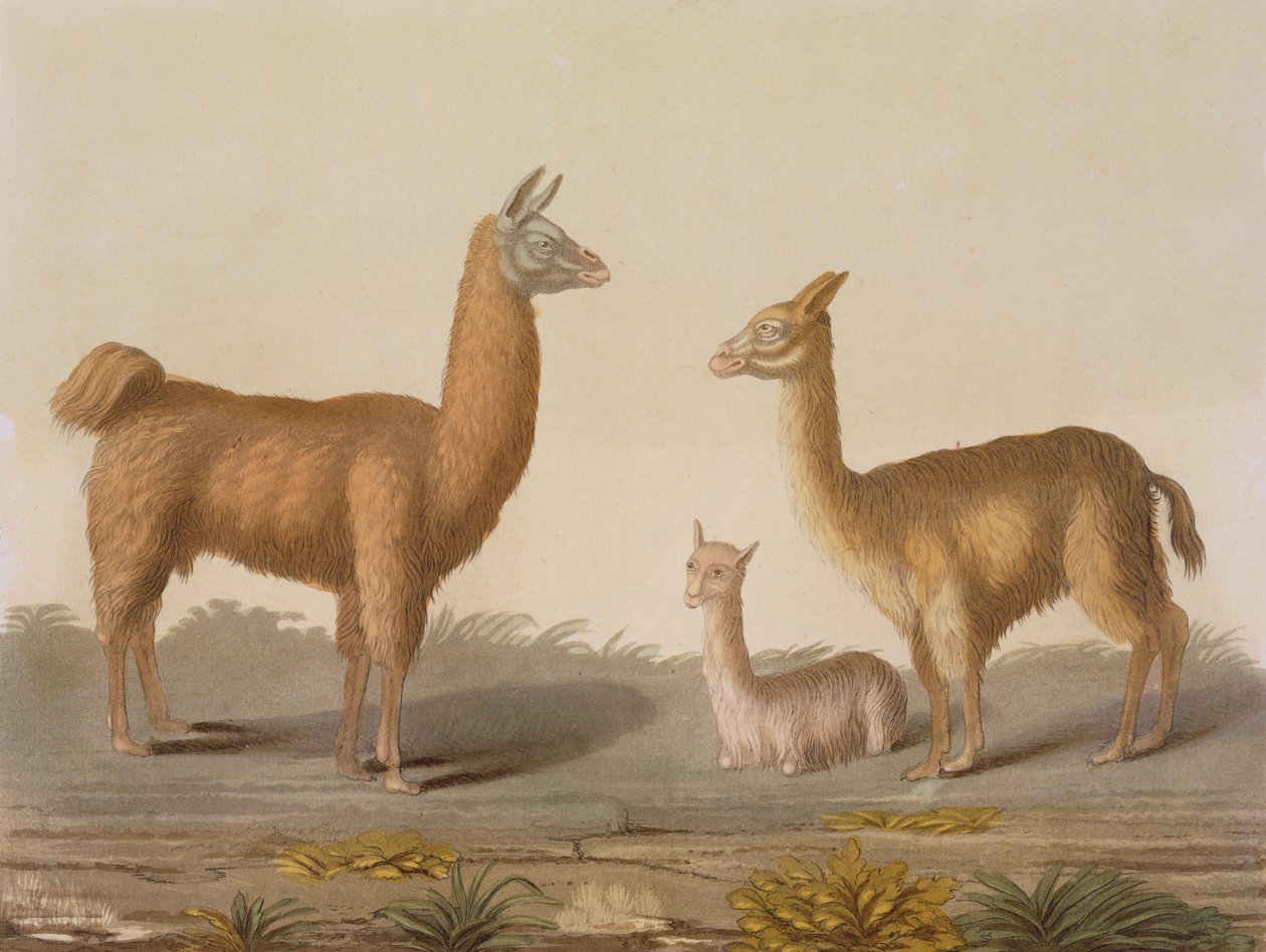 Alpaca (left) and Vicuna (right) Llamas, from Le Costume Ancien et Moderne, Volume II, Plate 12 by Vittorio Raineri