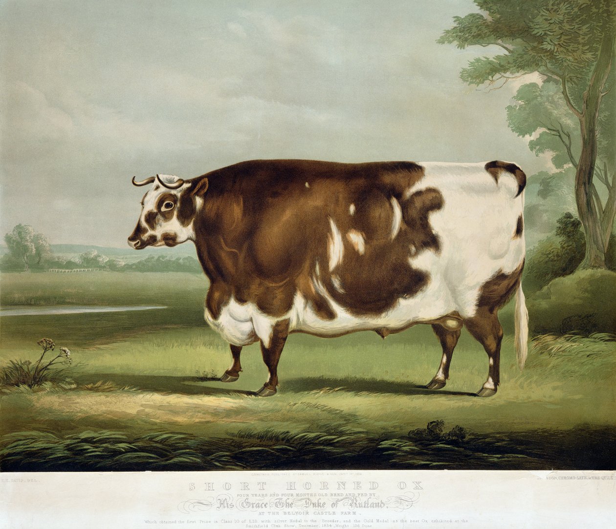 A Short Horned Ox, engraved by John Day, 1856 by W.H. Davis