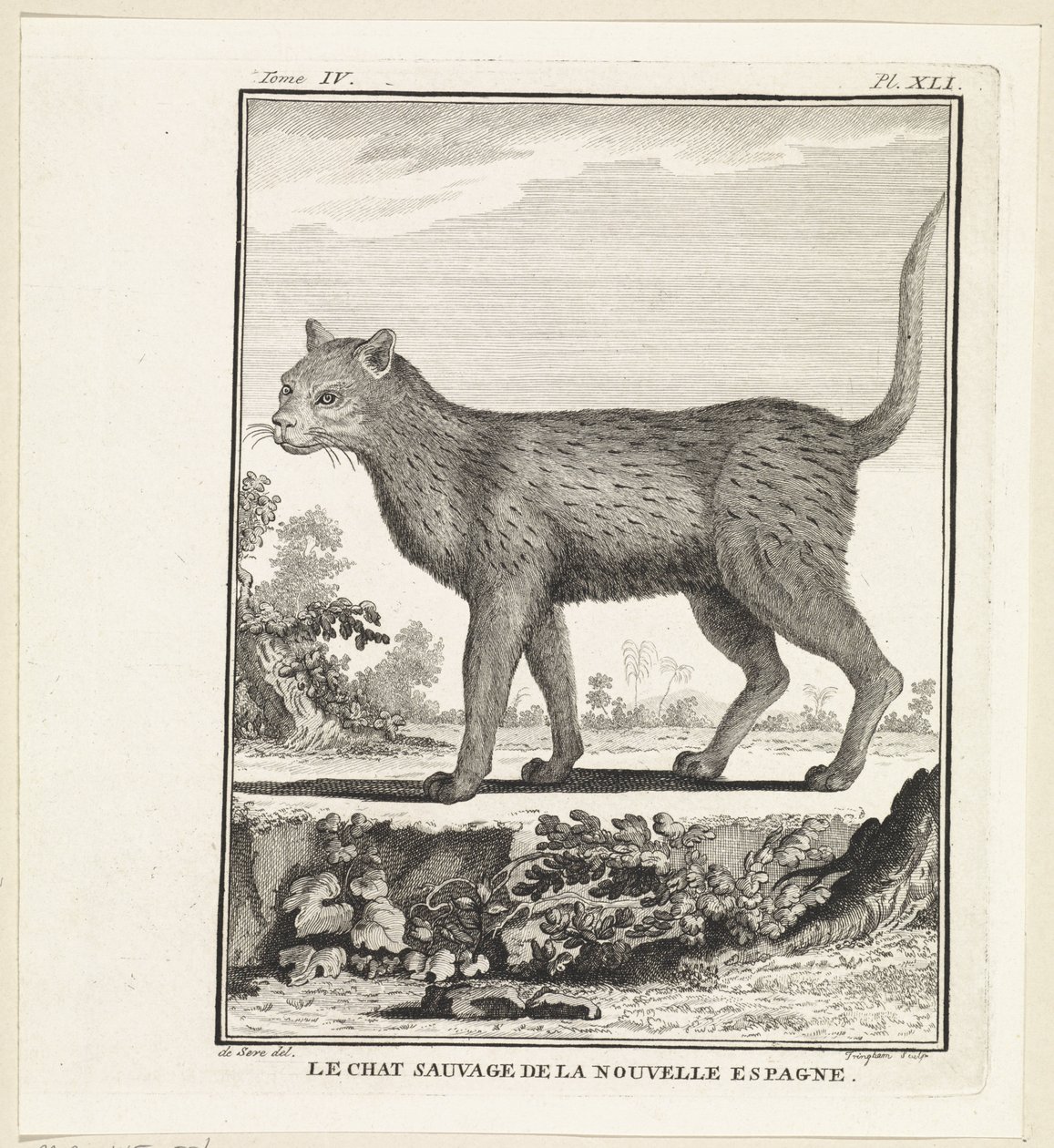 Wild Cat by W. Tringham