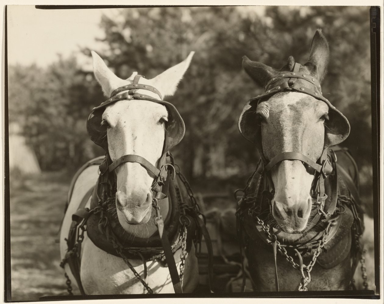 Two Mules, Hale County, Alabama by Walker Evans