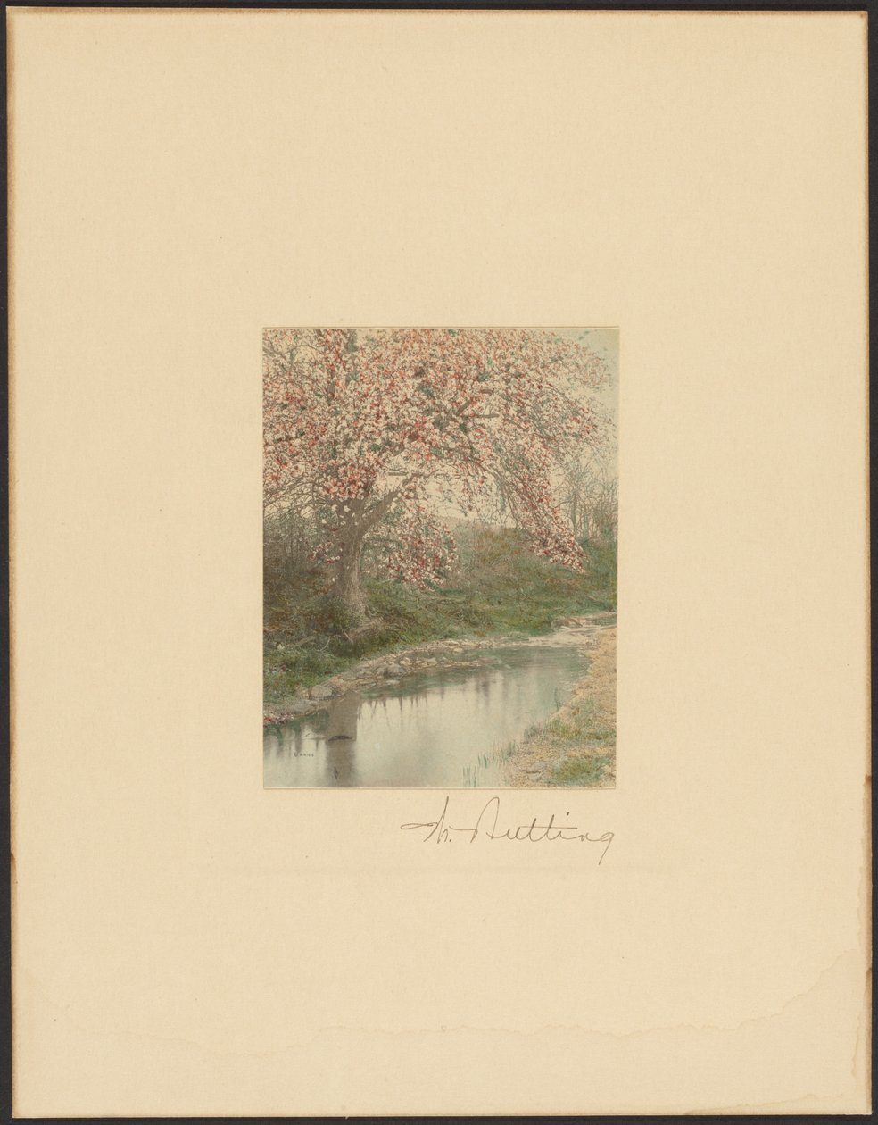 Flowering Tree by Wallace Nutting