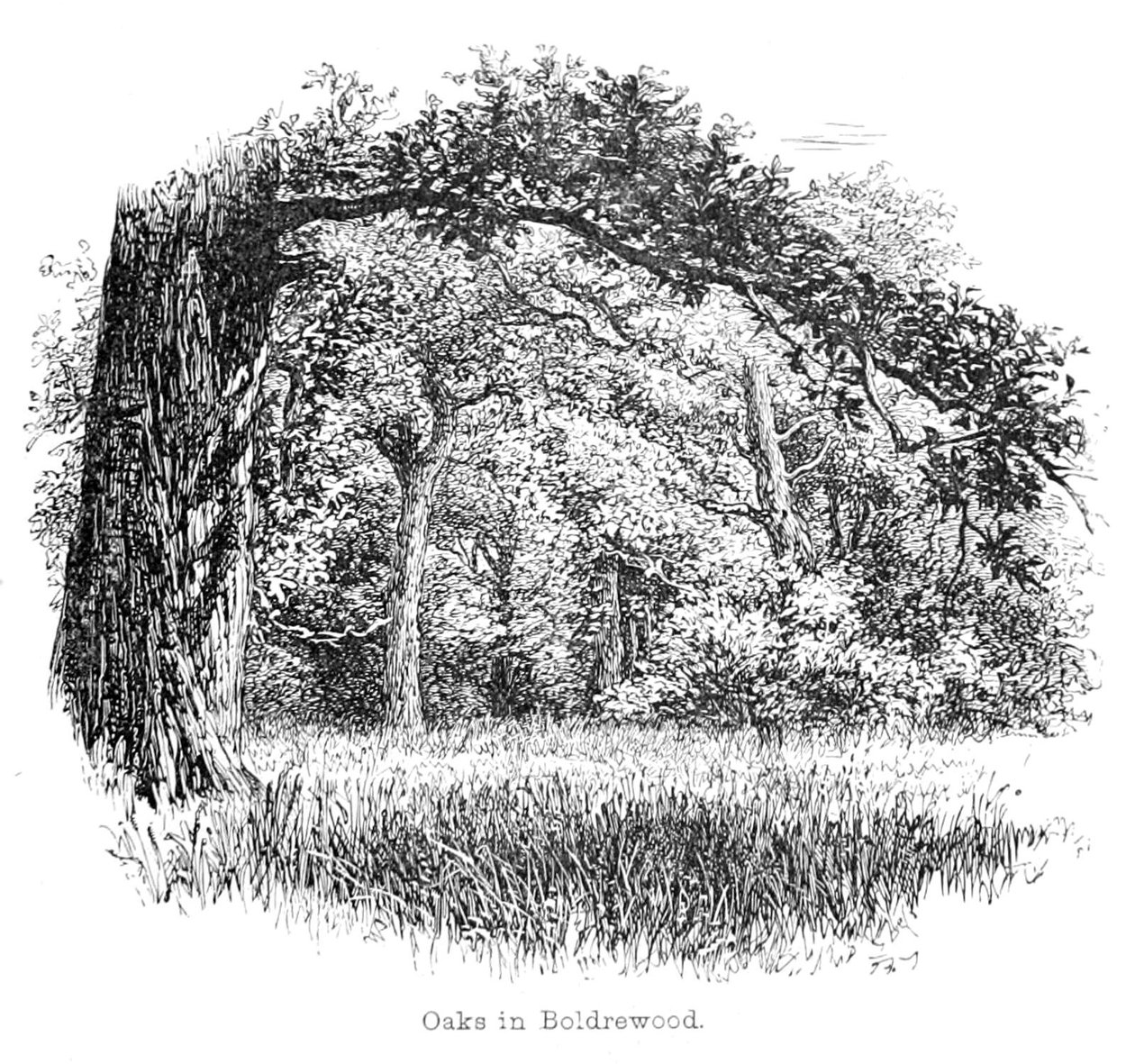 Oaks in Boldrewood by Walter Crane