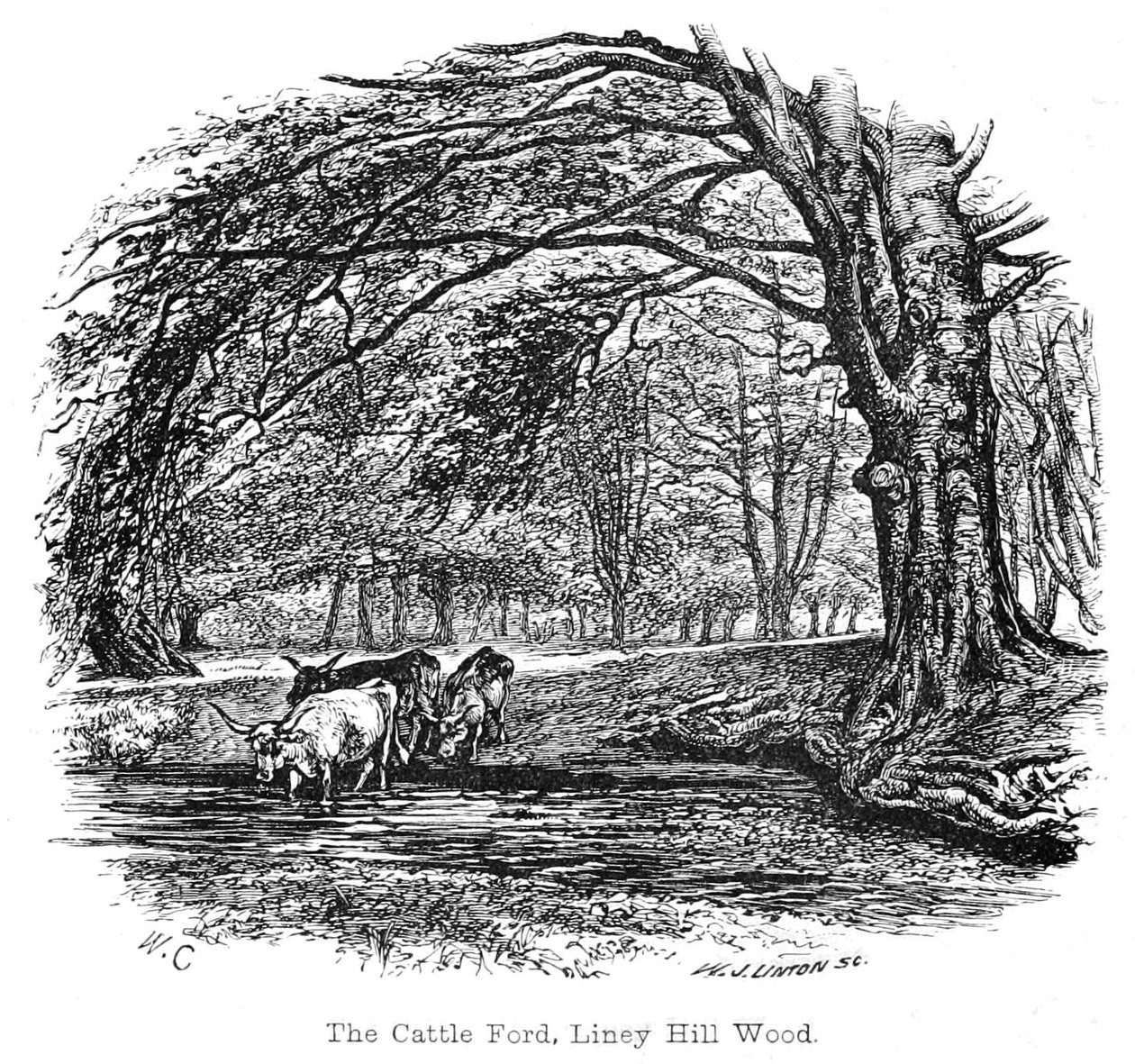 The Cattle Ford, Liney Hill Wood by Walter Crane