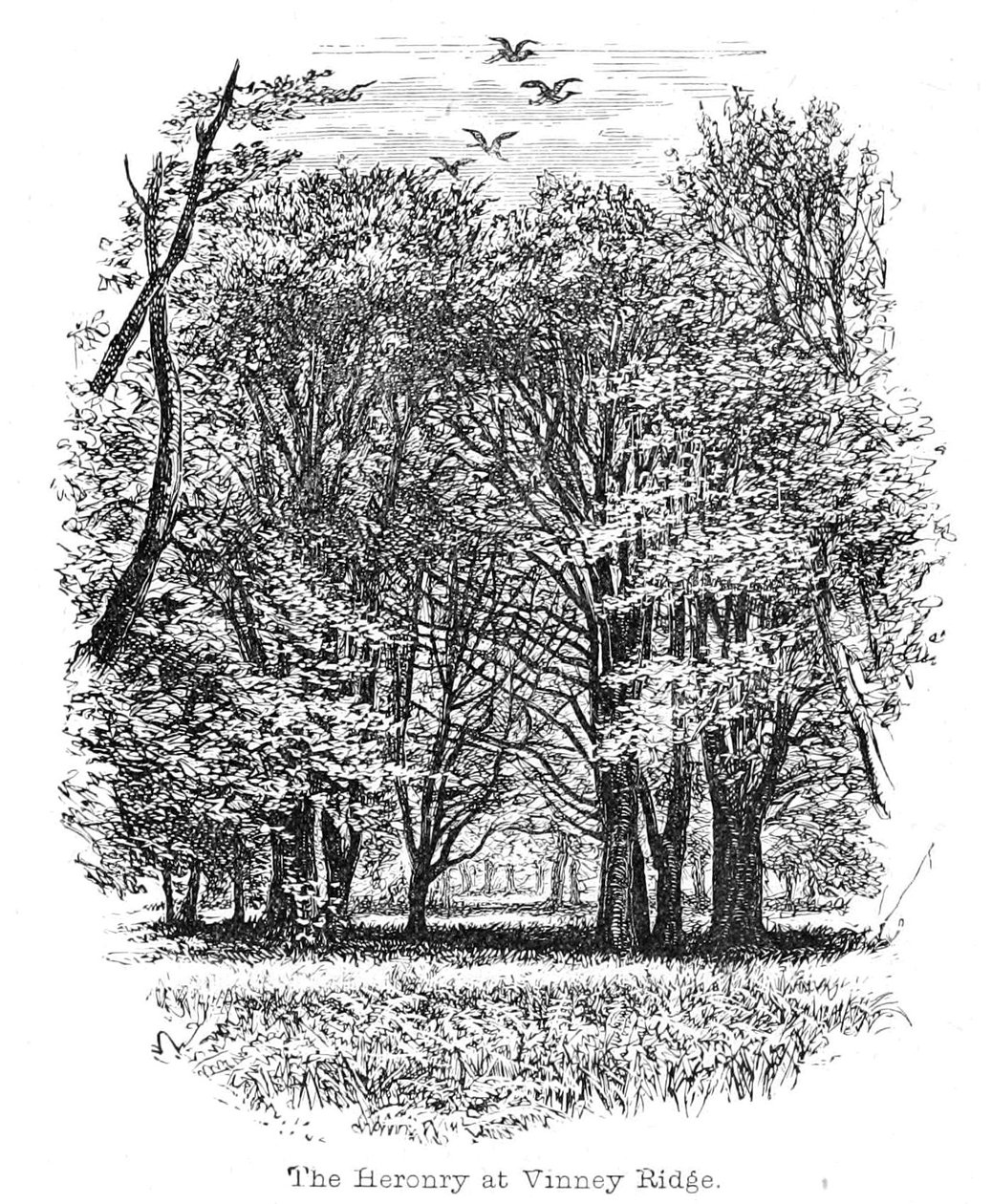 The Heronry at Vinney Ridge by Walter Crane