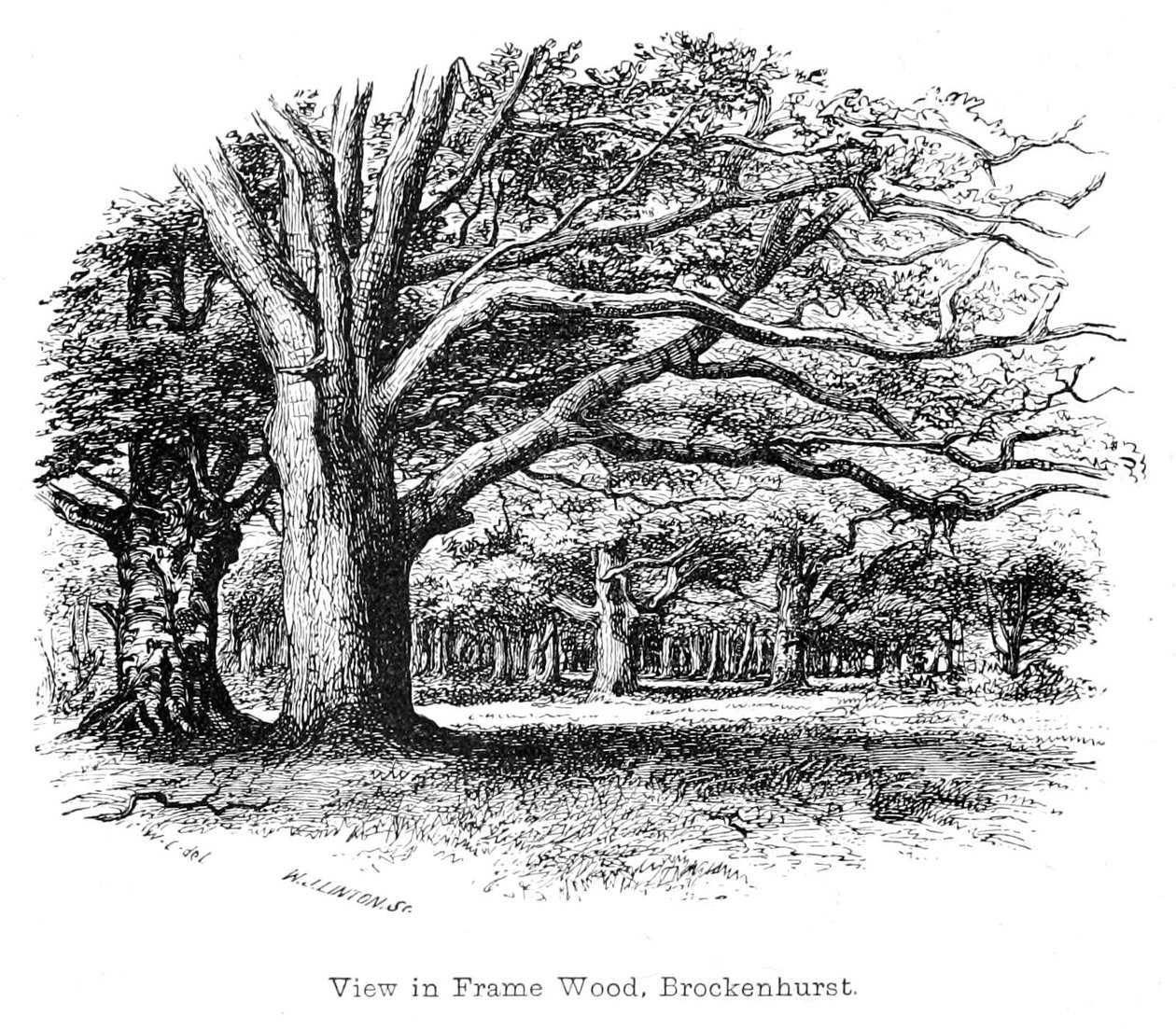 View in Frame Wood, Brockenhurst by Walter Crane