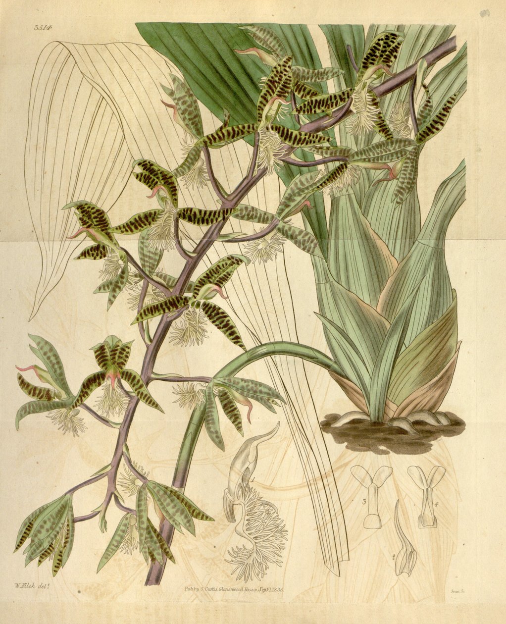 Illustration of Catasetum barbatum (as syn. Myanthus barbatus) by Walter Hood Fitch