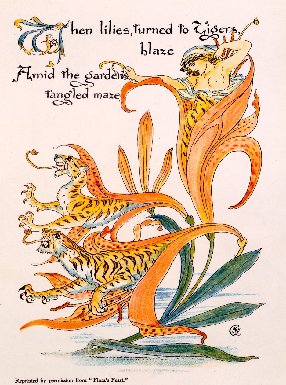 Tiger Lilies, illustration from 