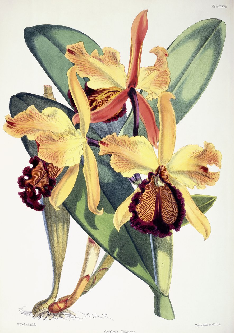 Cattleya Dowiana by Walter Hood Fitch