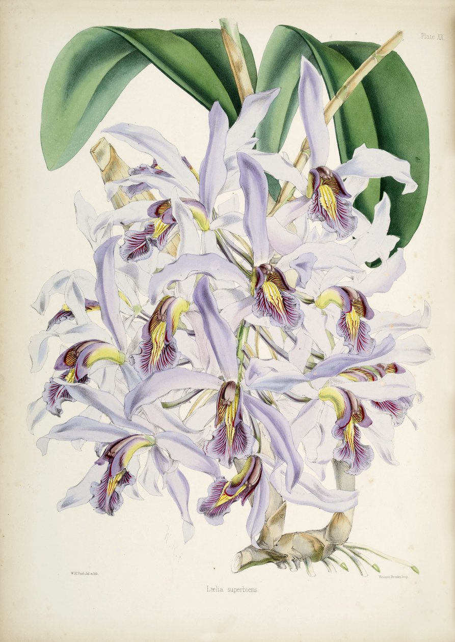 Illustration of Schomburgkia superbiens (Orig. Laelia superbiens) by Walter Hood Fitch