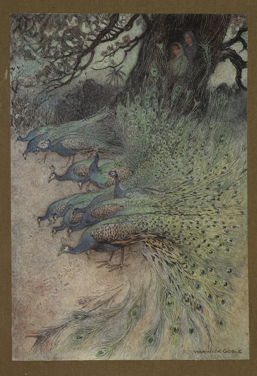 Hundreds of peacocks of gorgeous plumes came to the embankments to eat the khai, from 