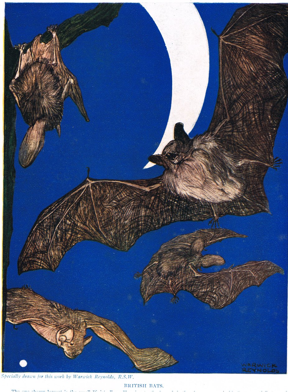 British Bats, Illustration from 